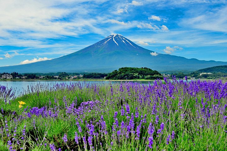 Mt. Fuji viewed from Oishi Park, Lake Kawaguchi