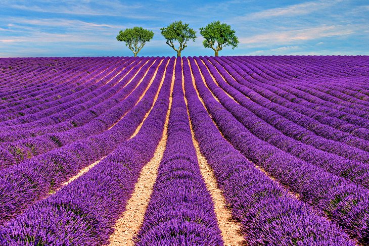 Lavender fields in Provence