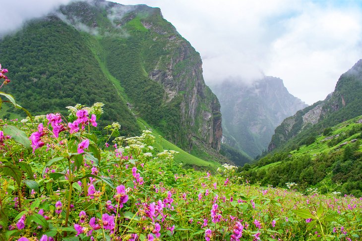 The Valley of Flowers, Uttarakhand, India