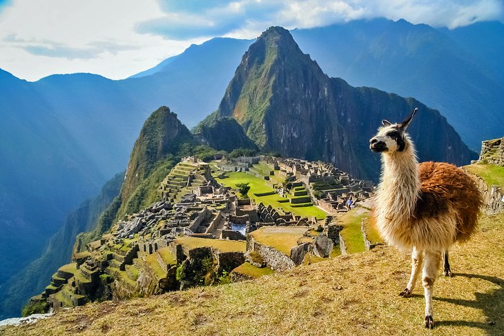 Llama in front of Machu Pichu