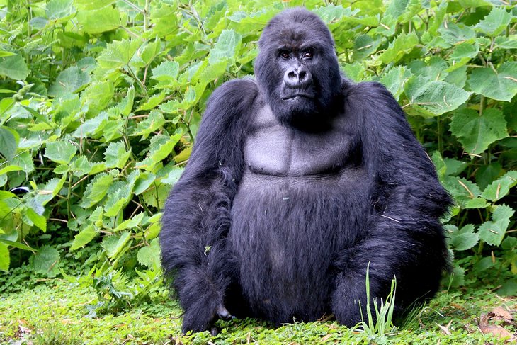 Mountain gorilla in Rwanda