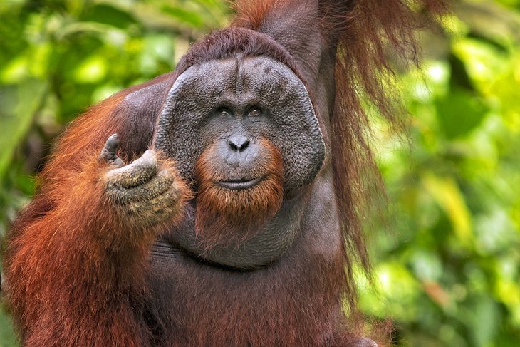 Orangutan in Borneo, Malaysia