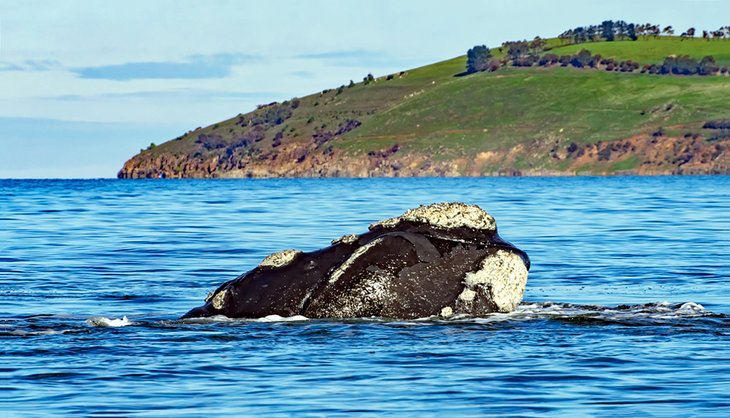 Southern right whale off Tasmania