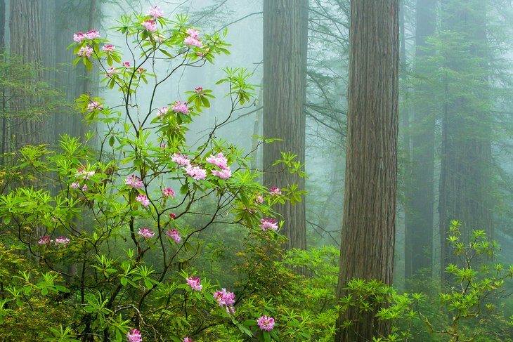 Damnation Creek Trail