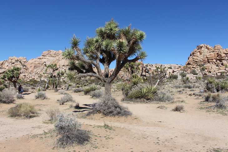 Joshua tree on Barker Dam Trail