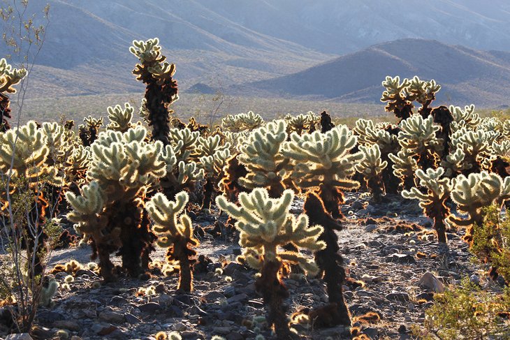 View from Cholla Cactus Garden Trail