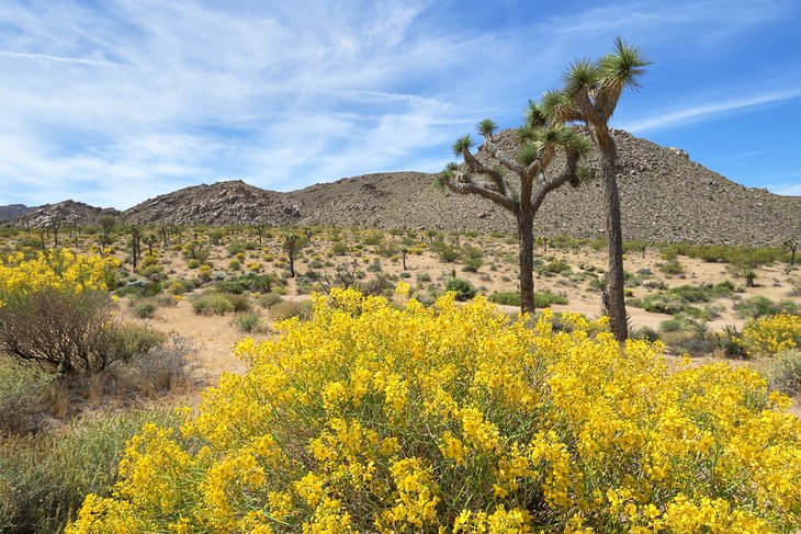 Flowers on High View Trail