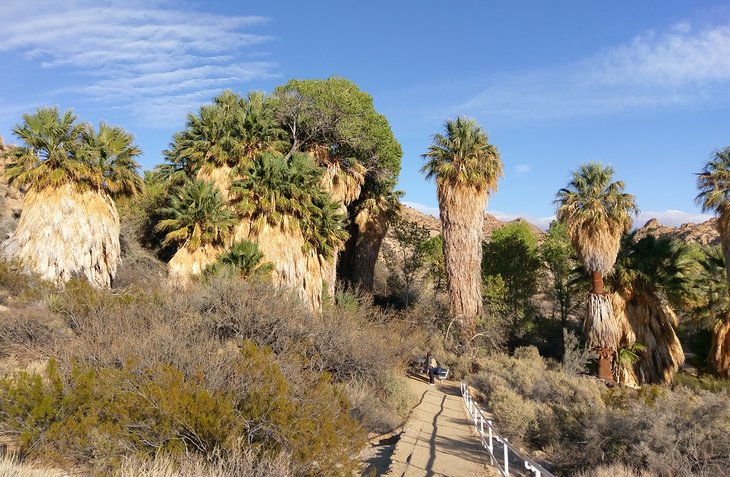 Cottonwood Spring