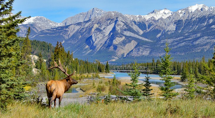 Elk in Jasper National Park