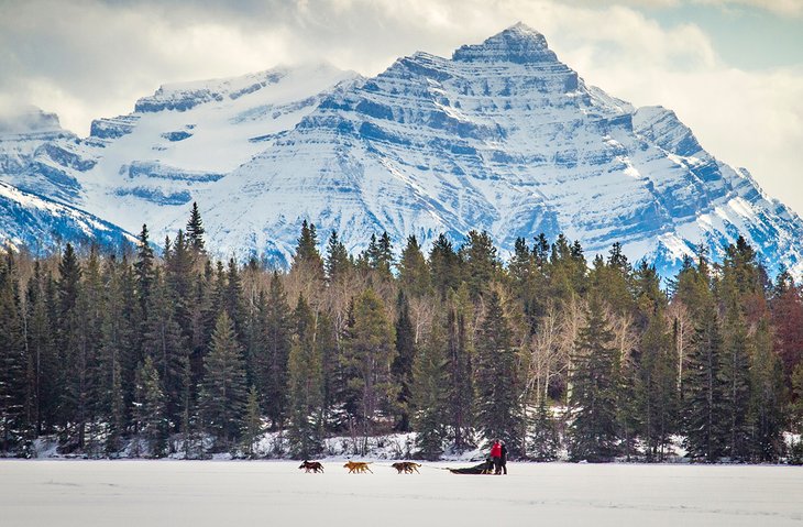 Dogsledding under Mt Kerkeslin, Jasper