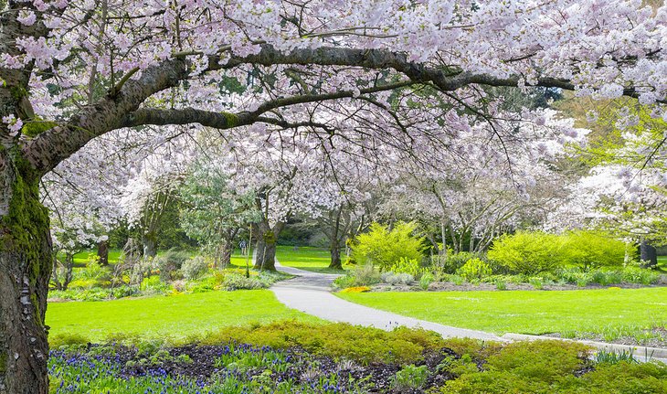 Cherry blossoms in Stanley Park