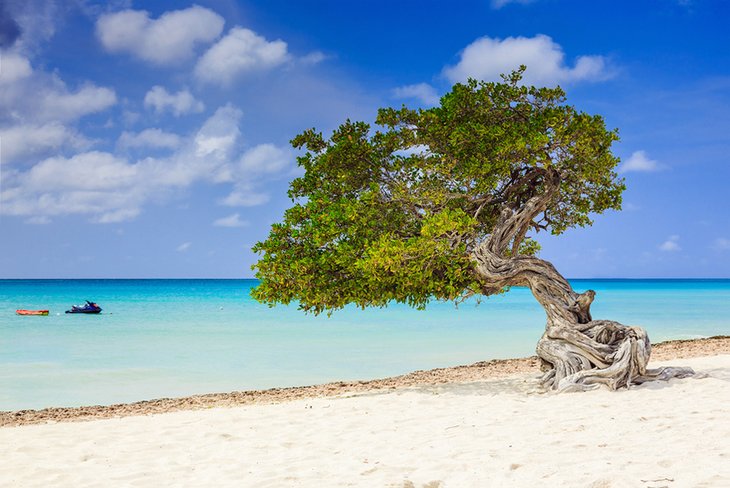 Divi divi tree on the beach in Aruba