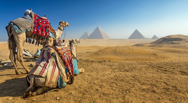 Camels and the pyramids of Giza