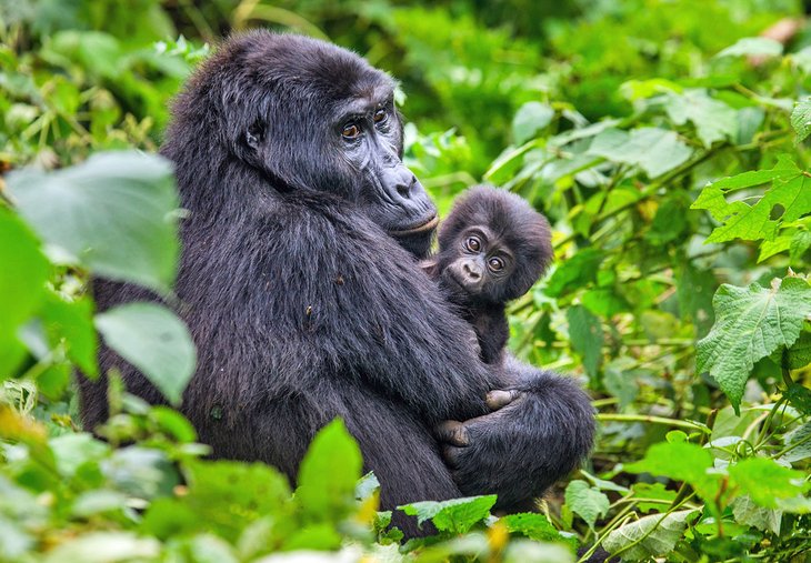 Mountain gorilla and her baby in Uganda's Bwindi Impenetrable Forest National Park
