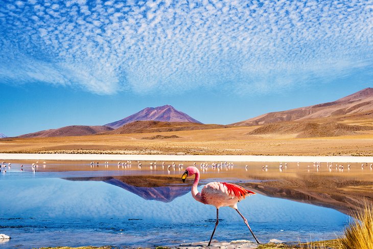 Flamingos at a Bolivian salt lake