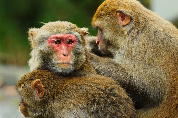 Monkeys at the Shing Mun Reservoir