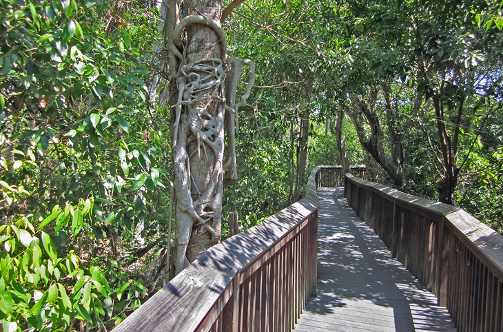 Boardwalk Trail at the Gumbo Limbo Nature Center