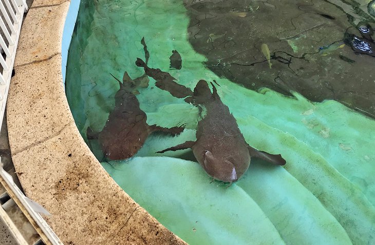 Nurse sharks at the Sandoway Discovery Center