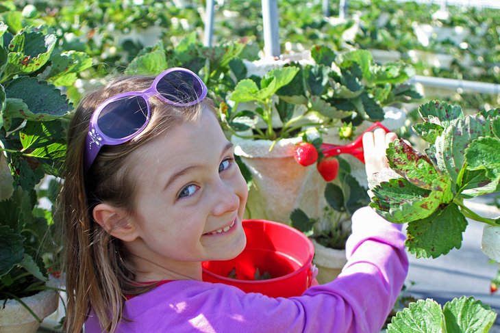 The Girls Strawberry U-Pick