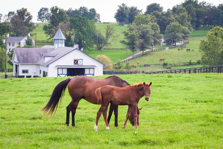 Horse farm in Lexington, Kentucky