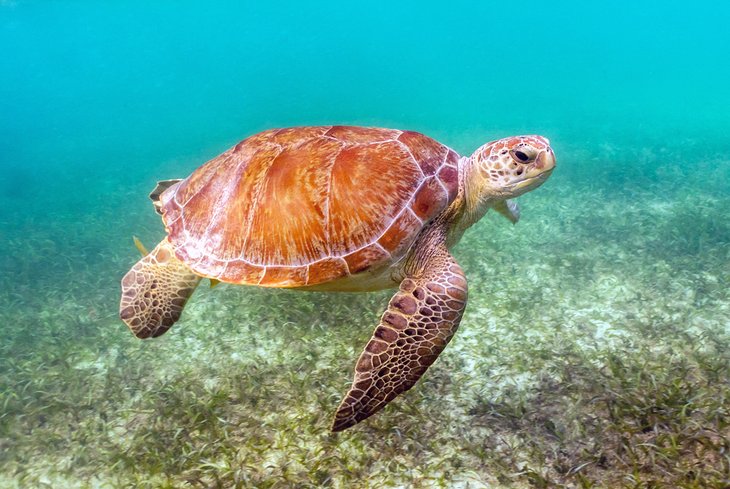 Green sea turtle swimming off Akumal