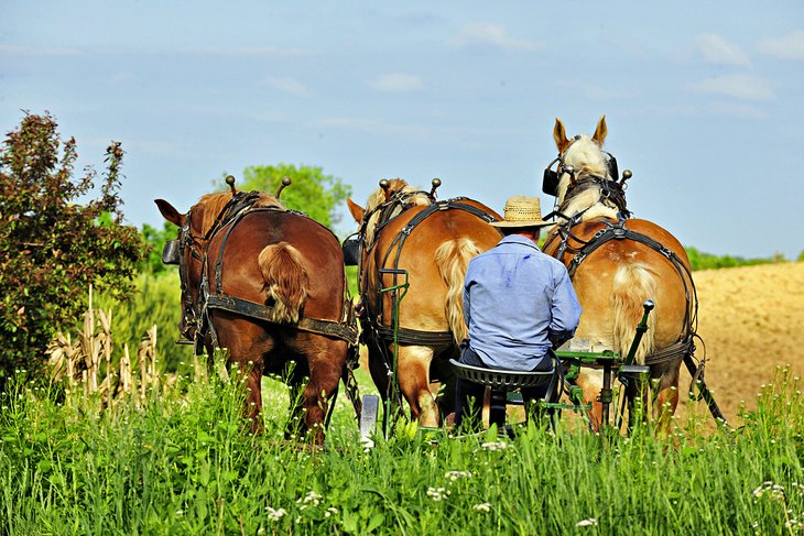 Amish man plowing fields in Ohio
