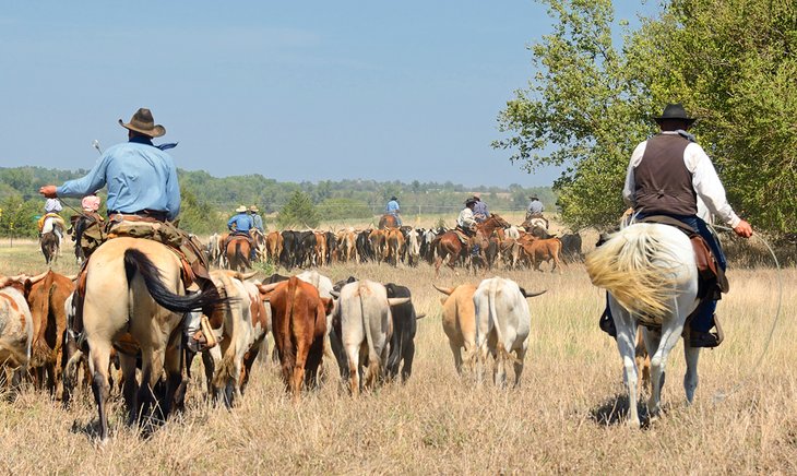 Longhorn cattle drive in Kansas