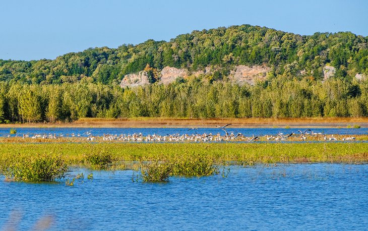 Zones humides de la zone de conservation d'Eagle Bluffs