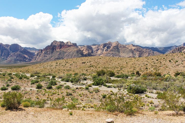 Typical flora on Moenkopi Trail, Red Rock Canyon