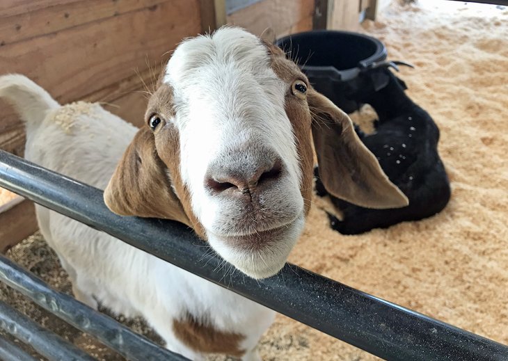 Goat at the Woodstock Sanctuary