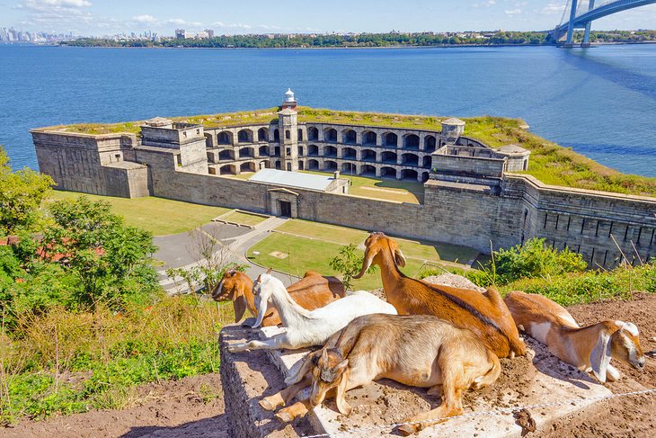 Goats overlooking the Battery Weed fortification, Fort Wadsworth