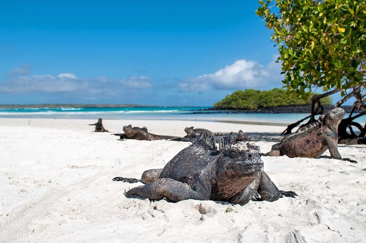 Iguanes marins se reposant sur la plage de Tortuga Bay, îles Galapagos