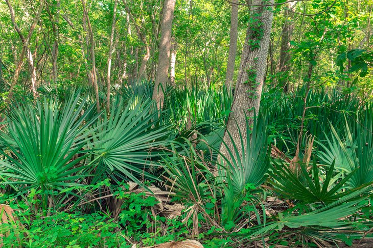 Palmetto State Park