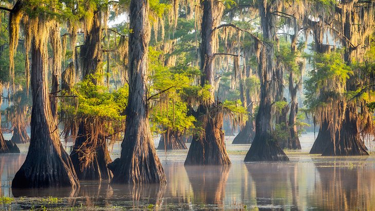 Cypress trees in Caddo Lake