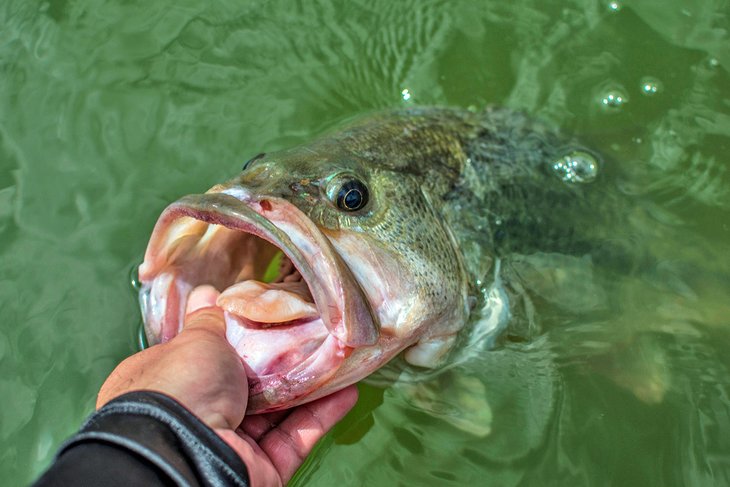 Largemouth bass from the Sam Rayburn Reservoir