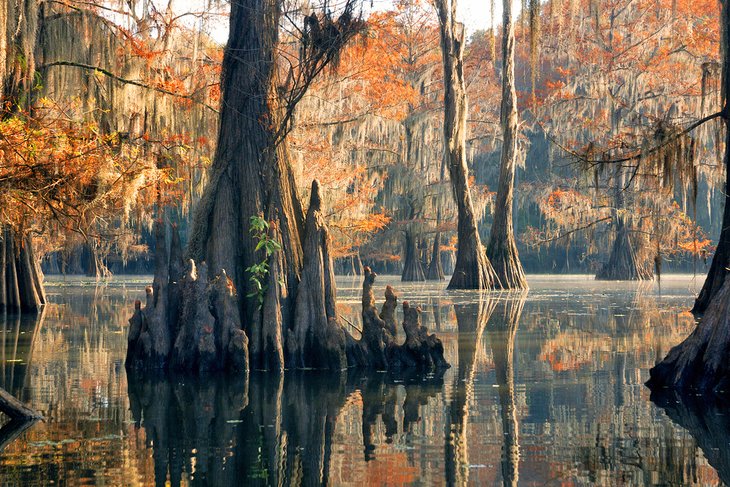 Bald cypress trees at Caddo Lake State Park