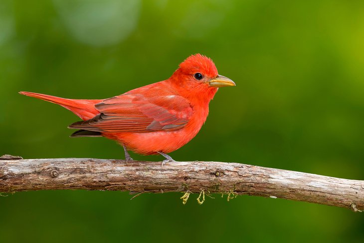 Summer tanager