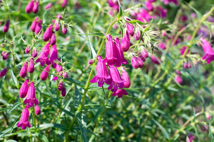 Penstemon