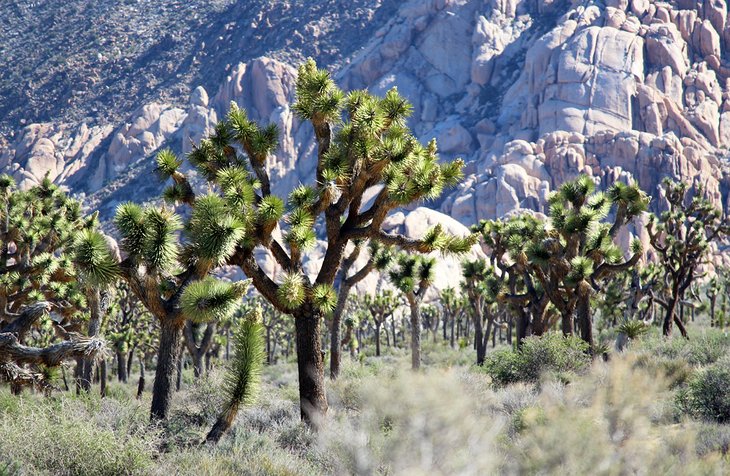 Joshua Trees in Joshua Tree National Park