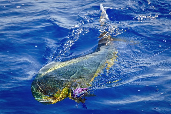 Mahi Mahi caught off Bimini