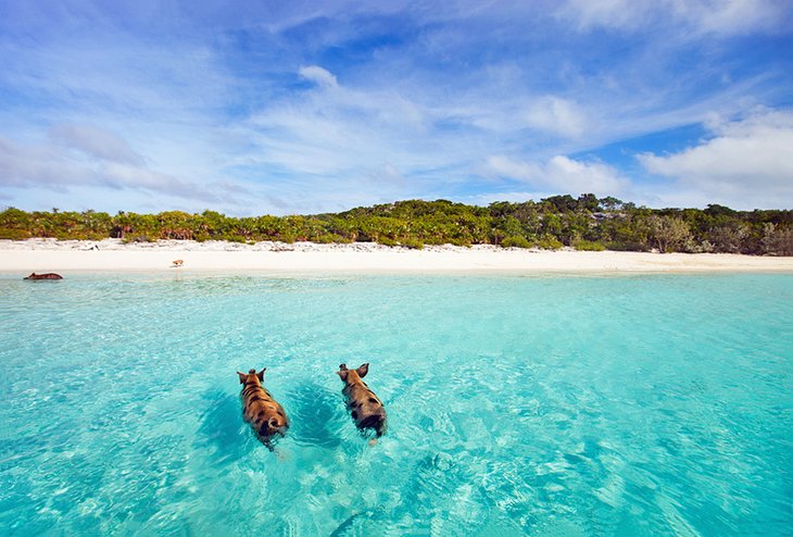 Cochons nageurs à Staniel Cay dans les Exumas