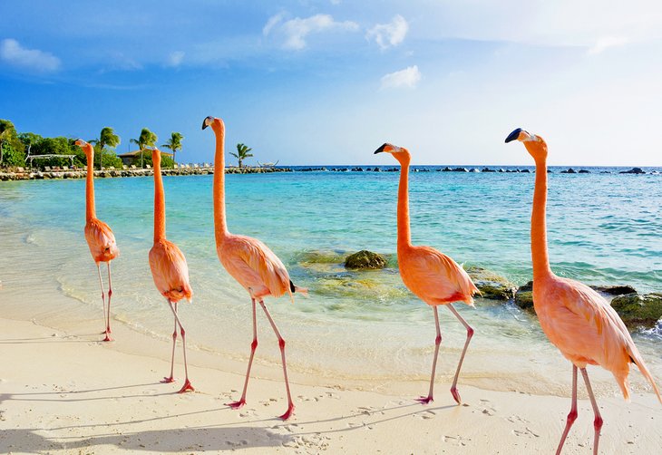 Flamingos on the beach in Aruba