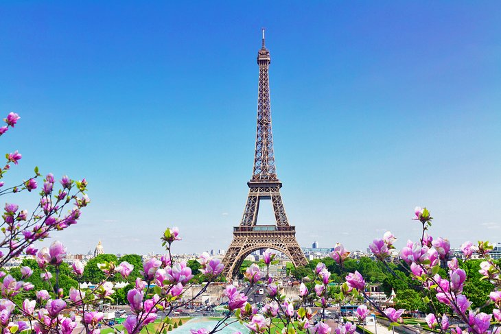 The Eiffel Tower with magnolia blooms in April