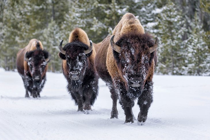 Snow-dusted bison in Yellowstone National Park