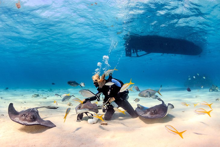 Stingray City, Grand Cayman