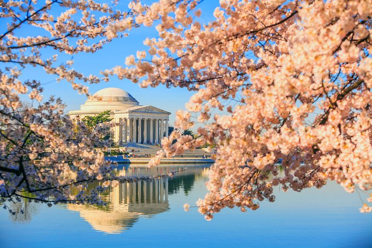 Jefferson Memorial during the Cherry Blossom Festival