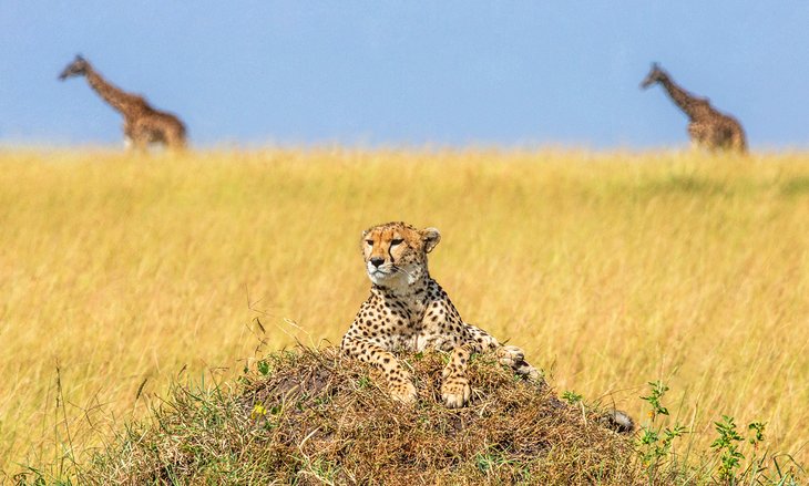 Cheetah and giraffes in the Masai Mara National Reserve, Kenya