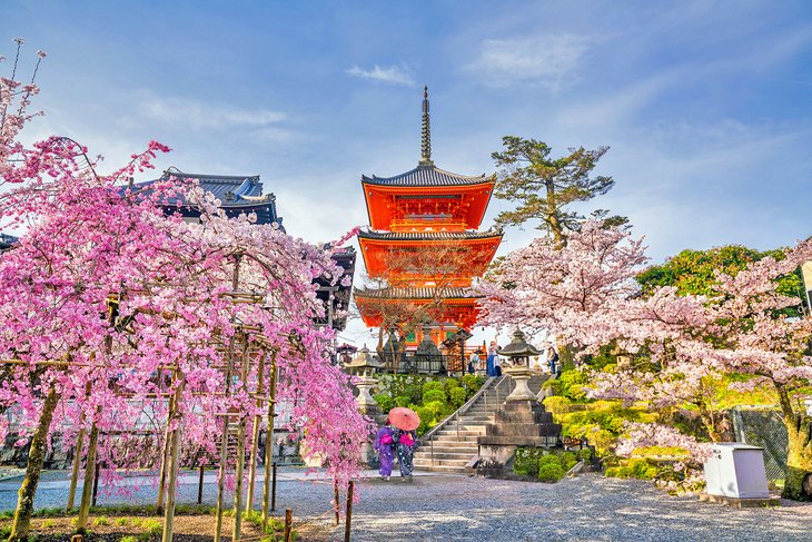Temple Kiyomizu-dera et cerisiers en fleurs à Kyoto