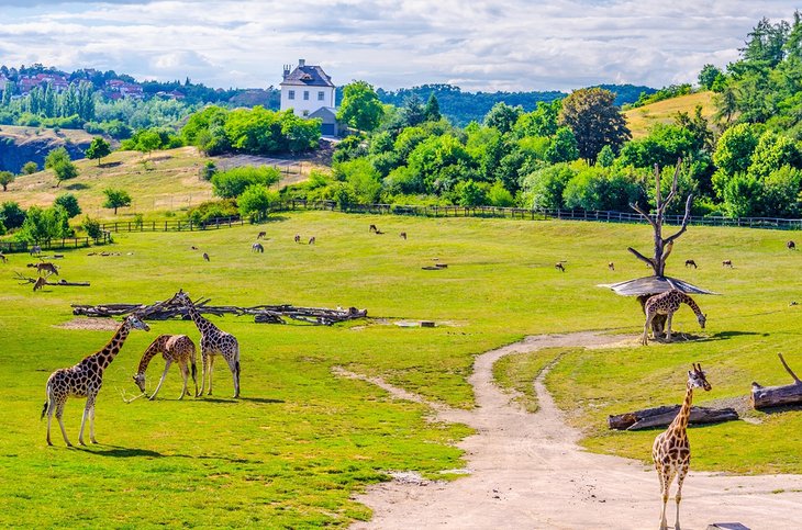 Giraffes at the Prague Zoo