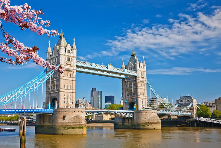 Tower Bridge and cherry blossoms in the spring